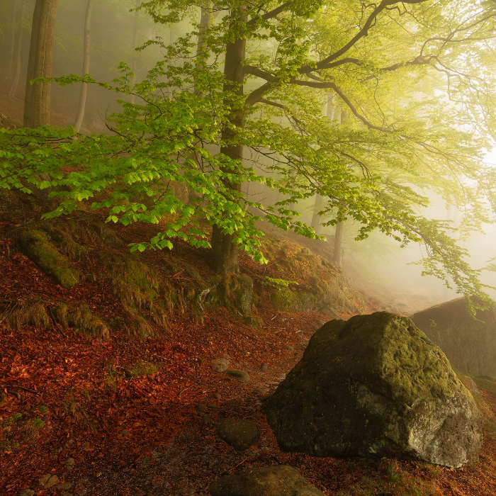 Elbe Sandstone Mountains gallery