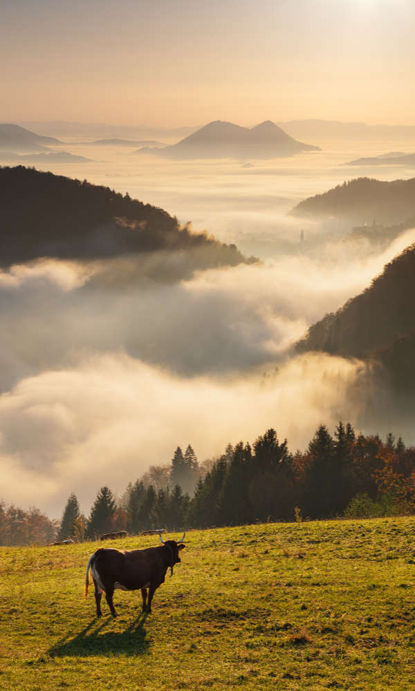 Slovenia gallery
