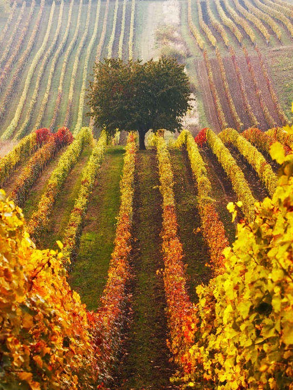 6 Day South Moravia Fall Photo Tour 2024