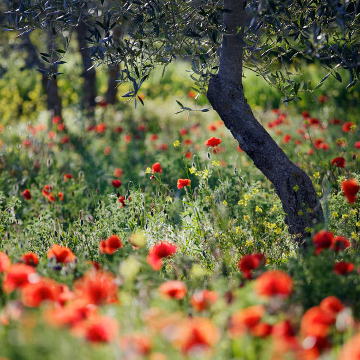 Tuscany gallery